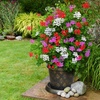 Image 1: Geranium Flower Power Trio - 3 or 6 Plants with Optional Tower Pot