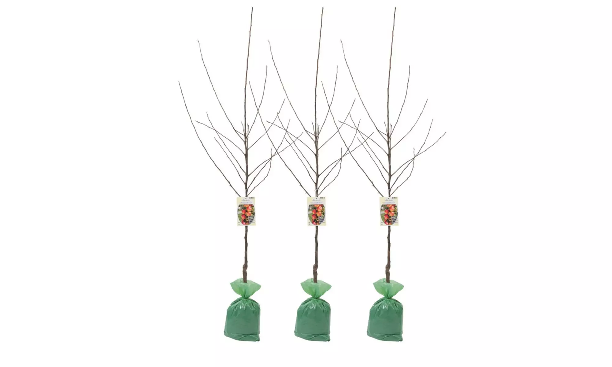 Set van 3 XXL Jonagold appelbomen - Image 2