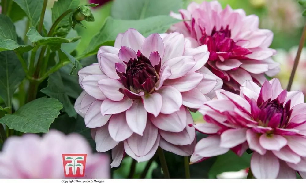 One, Three or Six Dahlia Creme de Cassis Plants - Image 7