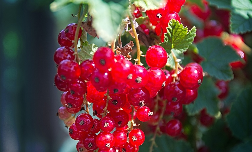 Image 2: Set de plantas de grosellas y moras de OH2