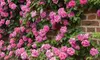 Cinnamon Hearts & Zephirine Drouhin Rose Bushes - Vibrant, Fragrant, Reblooming Garden Roses, Outdoor Plants, Free Shipping (Up to 24% Off)
