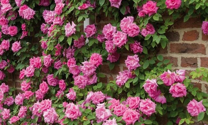 Rose Bushes in Various Sizes - Cinnamon Hearts and Zephirine Drouhin Climbing Roses with Free Shipping (Up to 15% Off)