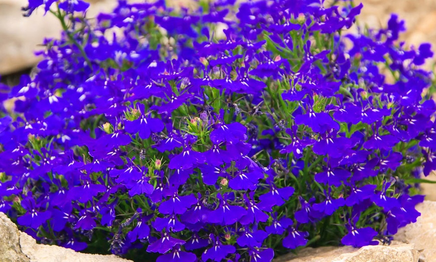 Image 3: Lobelia Crystal Palace Blue Garden-Ready Plants