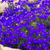 Image 3: Lobelia Crystal Palace Blue Garden-Ready Plants