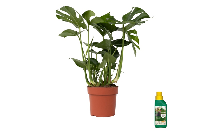 Image 3: Rootz Monstera Deliciosa House Plant