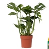 Image 3: Rootz Monstera Deliciosa House Plant