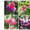 Image 1: YouGarden American Fuchsia Collection 