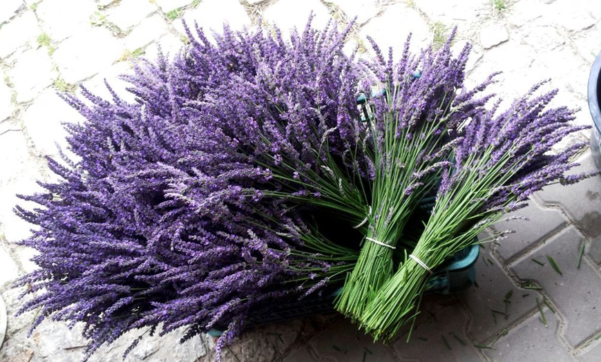 Image 3: Lavender Phenomenal - 3 or 6 Potted Plants with Optional Pots