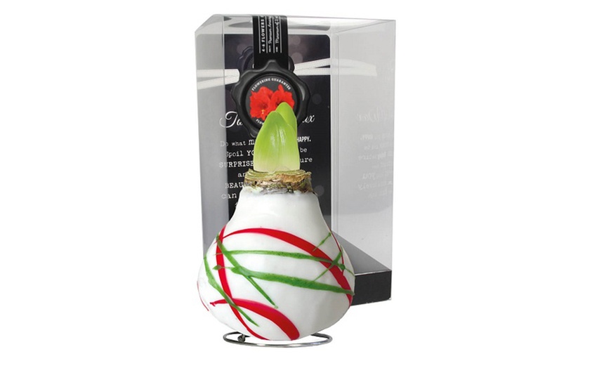 Image 8: One or Two Amaryllis Touch of Wax Art, Decorative No-Water Blooms