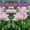 Image 10: Up to 36 Bulbs of Tulip Pastel Mix Collections