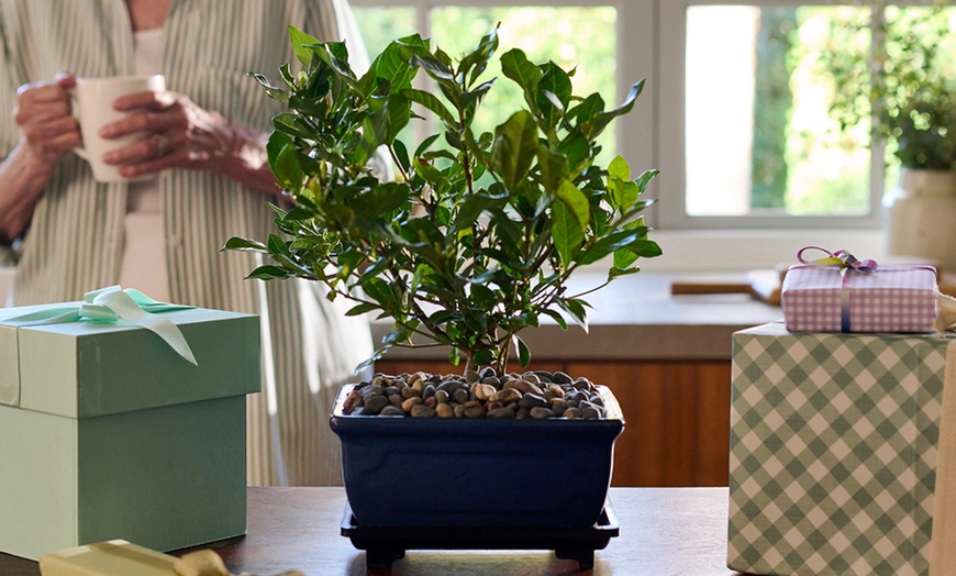 Image 5: Next Day Delivery Lush Plants from 1-800-Flowers (up to 50% off)