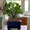 Image 5: Next Day Delivery Lush Plants from 1-800-Flowers (up to 50% off)