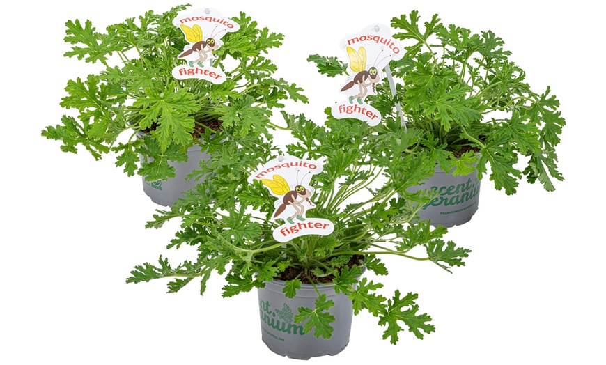 Image 2: Set van 3 of 6 citroen Geranium planten