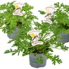 Image 2: Set van 3 of 6 citroen Geranium planten