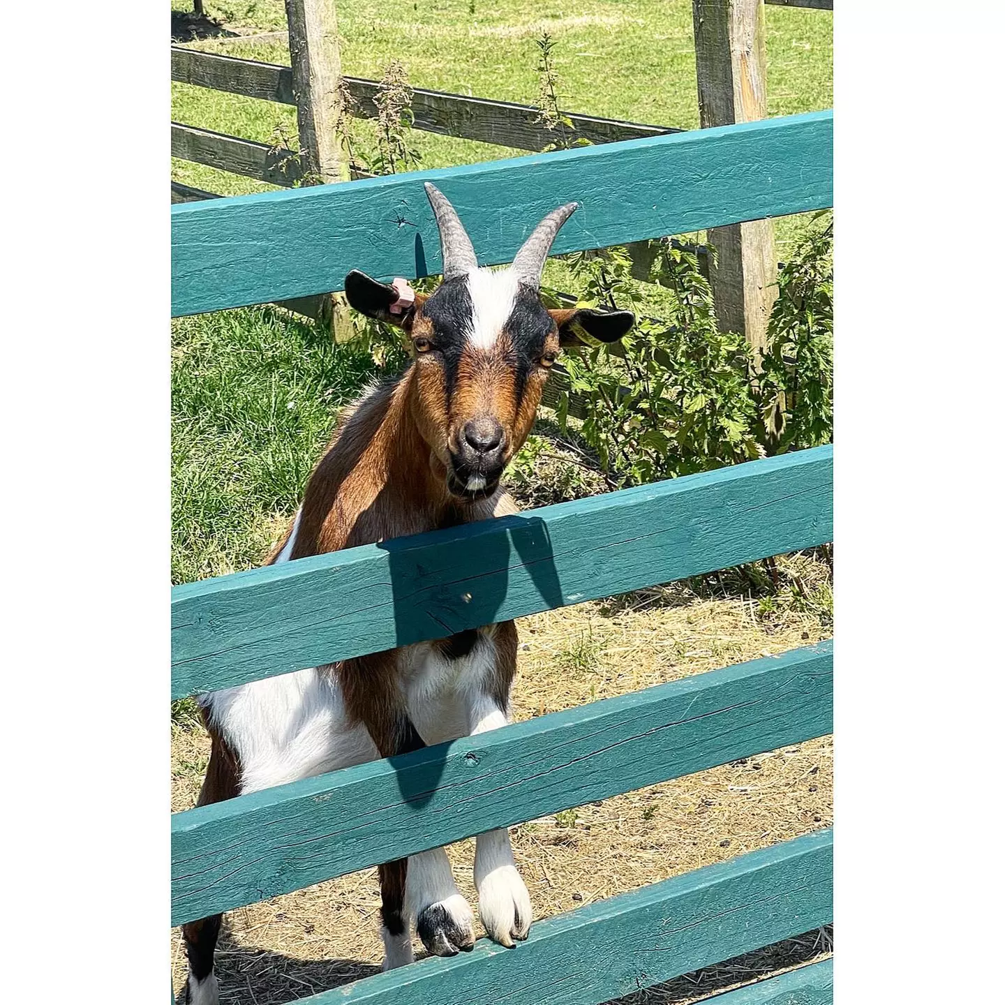 Afternoon Tea for Two