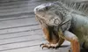 Rapid & Weekly Iguana Control by  South Florida Elite Iguana removal