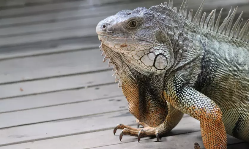 Rapid & Weekly Iguana Control by  South Florida Elite Iguana removal