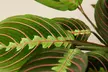 Maranta Red Prayer Plant in 4" and 6" Sizes with Free Shipping - Indoor and Outdoor Plants Up to 24% Off - Second Medium