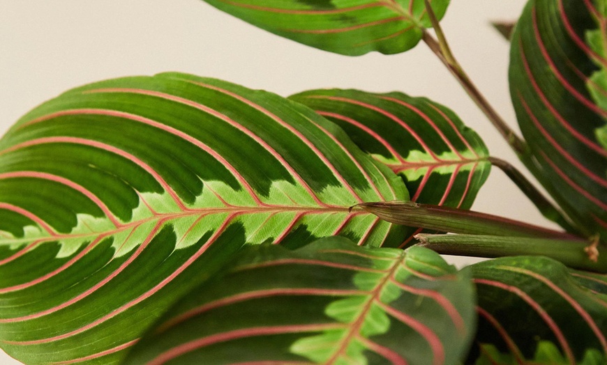 Image 4: Stunning Foliage: Adorn Your Space with a Maranta Red Prayer Plant from House Plant Shop with Free Shipping Up to 15% Off