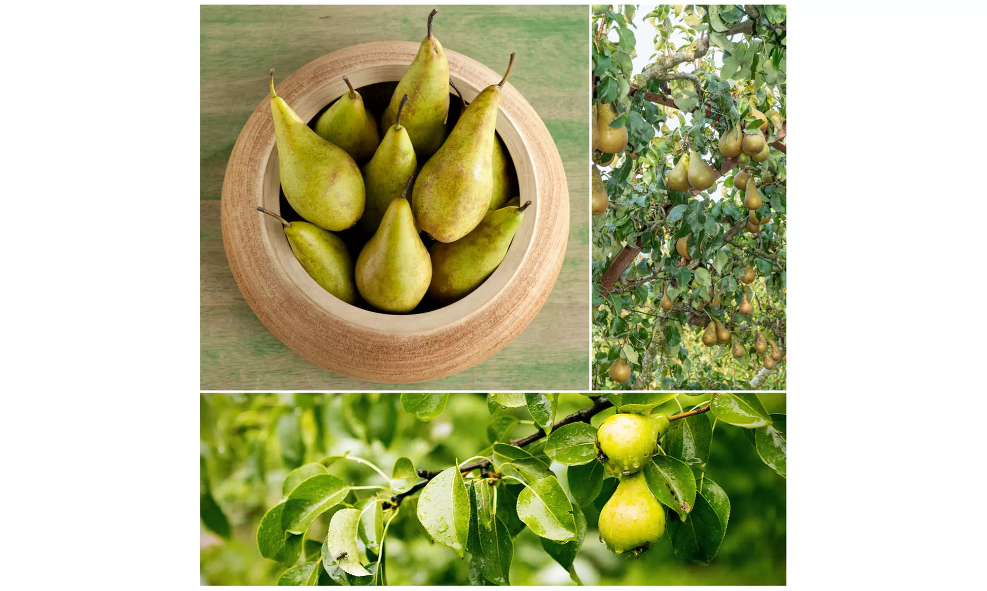 Set van 3 fruitbomen