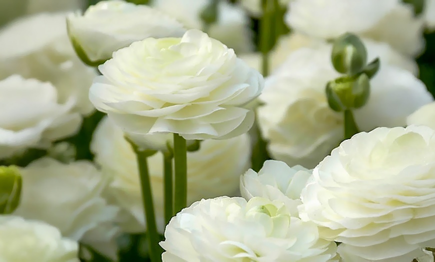 Image 6: Set van 80 ranonkelbollen van Rootz