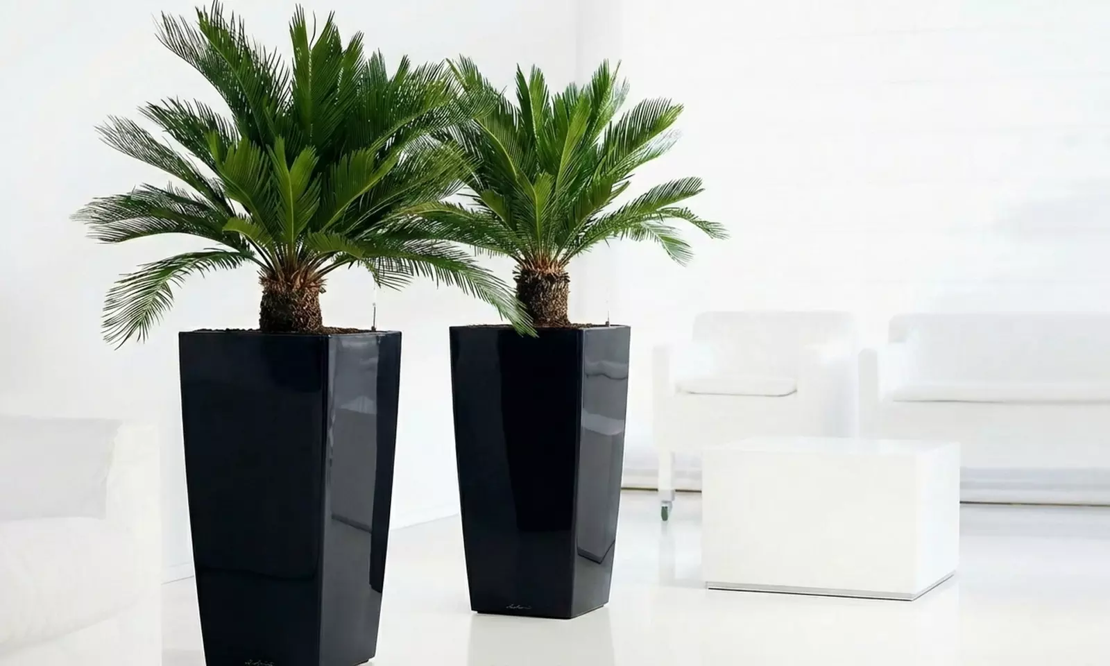 1 ou 2 plants de Cycas revoluta, plante d'intérieur décorative et architecturale - Primary Image
