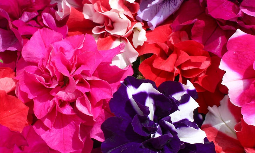 Image 2: 10 or 20 Petunia Bolero Double Flowering Plants