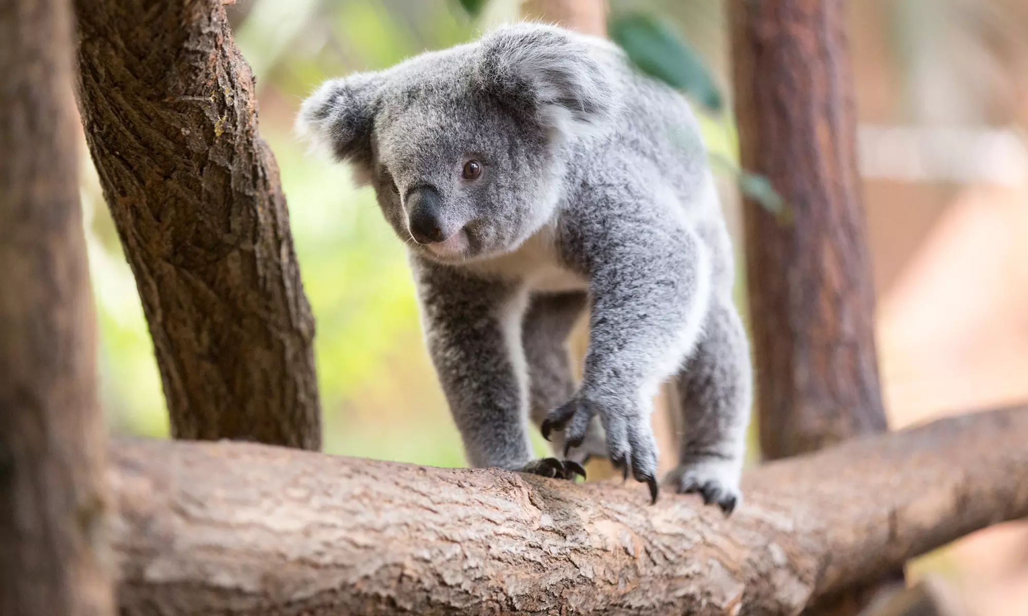 ZooParc de Beauval : 1 ou 2 jours pour un tour du monde animal