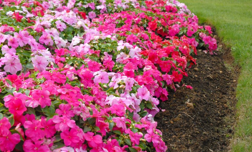 Image 7: Mixed Summer Flowering Busy Lizzie Plants