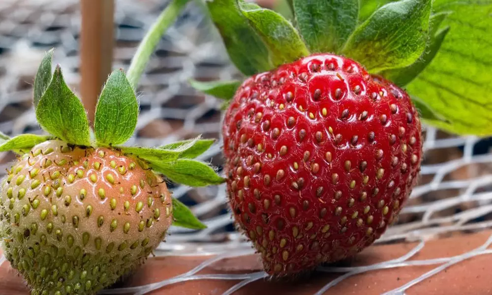 Summer Strawberry Harvest Collection