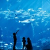 Image 5: Lost World Aquarium – Entry Tickets for Kids, Adults & Families