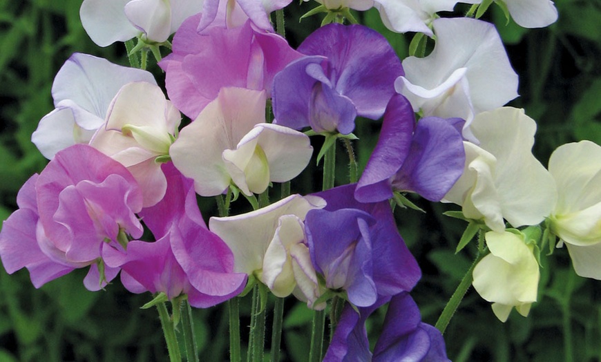 Image 5: Sweet Pea 'Scent Infusion' Premium Multisown Plug Plants