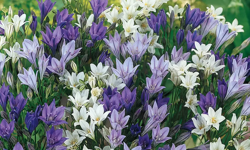 Image 7: Summer Flowering Bulb Collection
