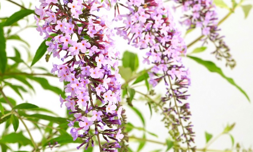 Image 2: Wisteria Lane Butterfly Bush