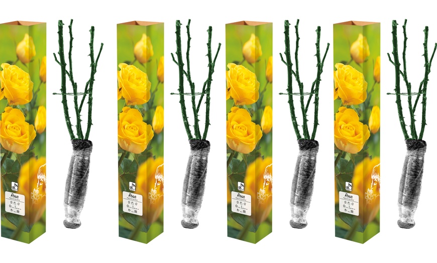 Image 7: Lot de 4 roses à grandes fleurs de la marque 