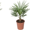 Image 5: 1 ou 2 palmiers "Trachycarpus fortunei" de Gardenzo