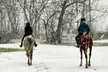 Discover the Joy of One or Two 30-Minute Horseback Riding/Driving Lessons at Th under Ridge Farms (Up to 45%Off) - Second Medium