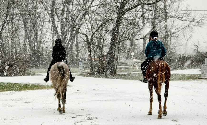 Image 3: One or Two 30-Minute Horseback Riding/Driving Lessons