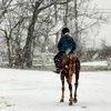 Image 3: One or Two 30-Minute Horseback Riding/Driving Lessons