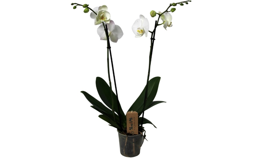 Image 7: Orchidée phalaenopsis