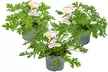3 oder 6 Zitronengeranie "Pelargonium Graveolens" gegen Mücken - Second Medium
