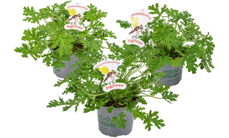 Image 3: 3 oder 6 Zitronengeranie "Pelargonium Graveolens" gegen Mücken