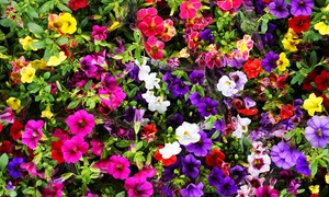 5, 10, 20 or 40 Calibrachoa Million Bells Mix Plants