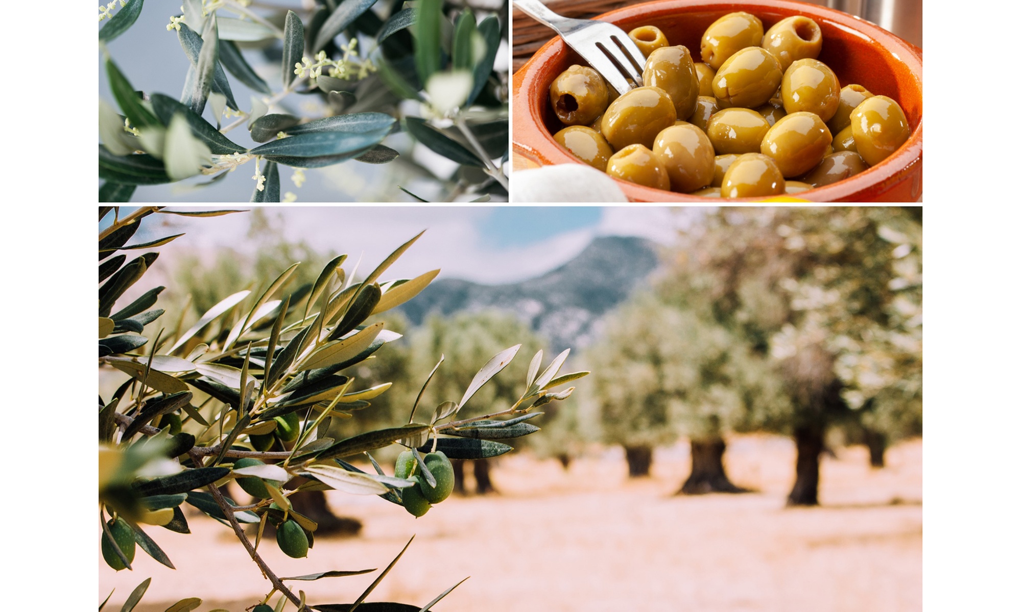Lot de 2, 4 ou 8 oliviers