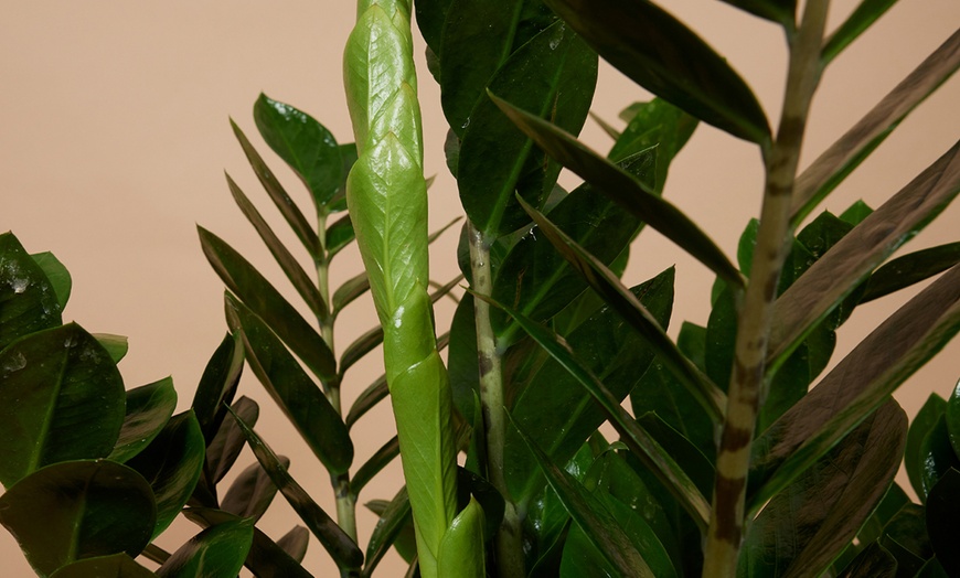 Image 3: 1 o 2 plantas Zamioculcas (planta ZZ) en maceta de tamaño a elegir