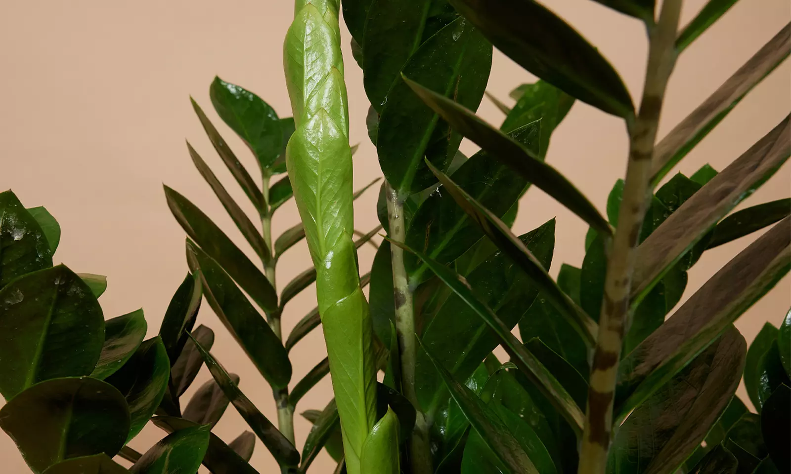 1 o 2 plantas Zamioculcas (planta ZZ) en maceta de tamaño a elegir