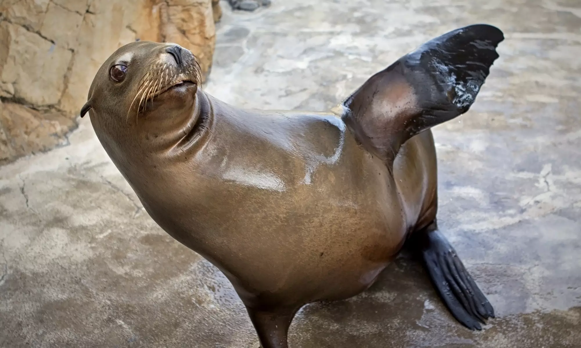 Aquarium of the Pacific: Admission for All Ages