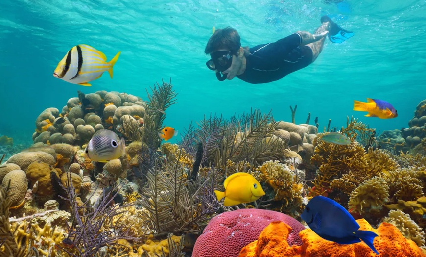 Image 2: Discover Underwater Wonders: Snorkeling Adventure or Dolphin Watch!
