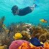 Image 2: Discover Underwater Wonders: Snorkeling Adventure or Dolphin Watch!