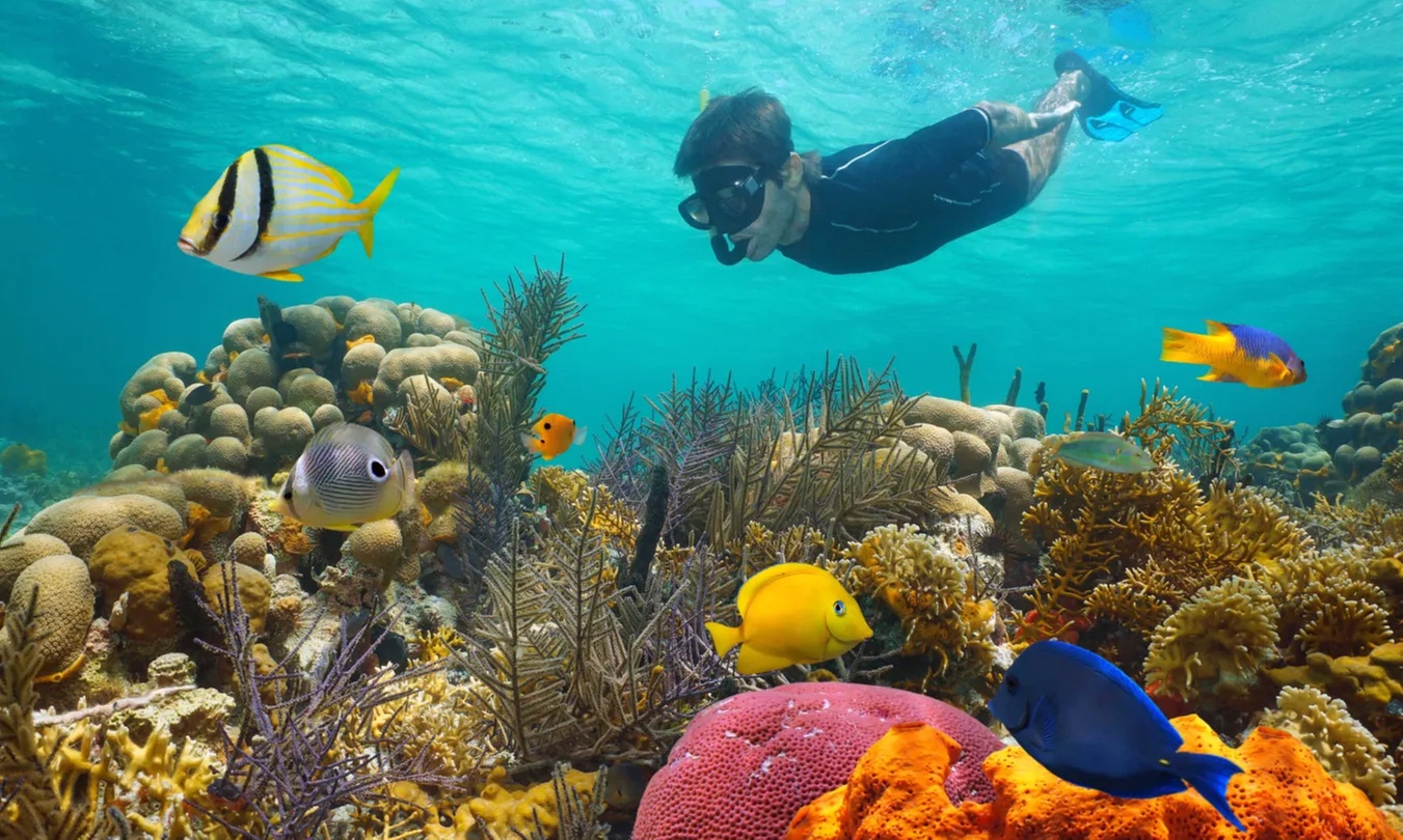Discover Underwater Wonders: Morning and Afternoon Snorkel Await!